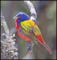 _3SB0010 painted bunting